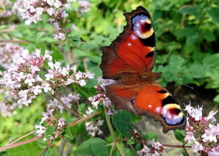 Hale Aloha Semesterbostad Felde